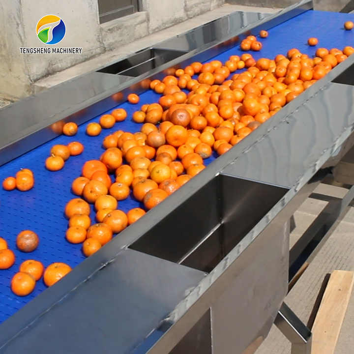 Fruit Sorting Machine