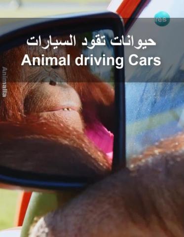 Animals driving Cars
