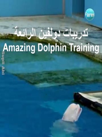 Dolphin Training
