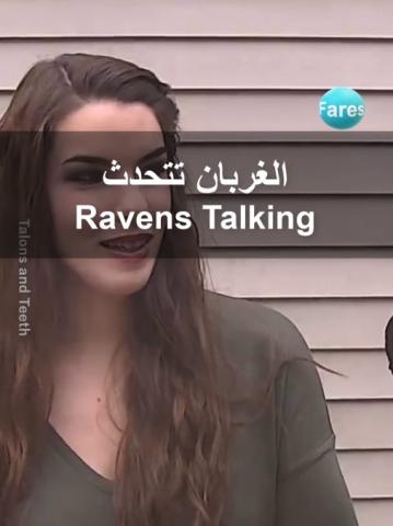 Ravens Talking