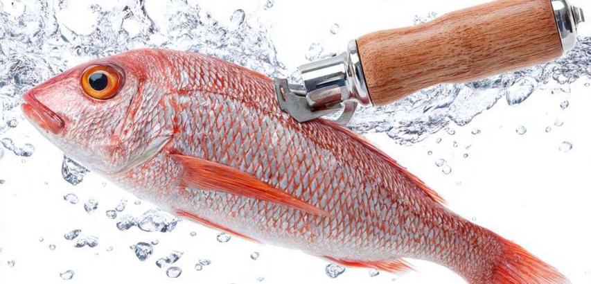 Fish Scale Peeler